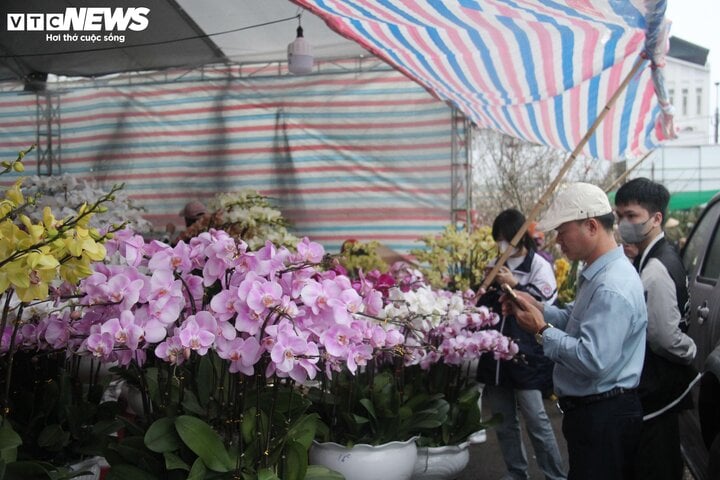 Kinh doanh ế ẩm, tiểu thương buôn đào, quất Tết như 'ngồi trên đống lửa'- Ảnh 6.