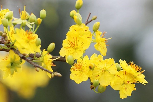 6 loại hoa mang ý nghĩa tài lộc, may mắn nên cắm trên ban thờ Tết Giáp Thìn 2024- Ảnh 1.