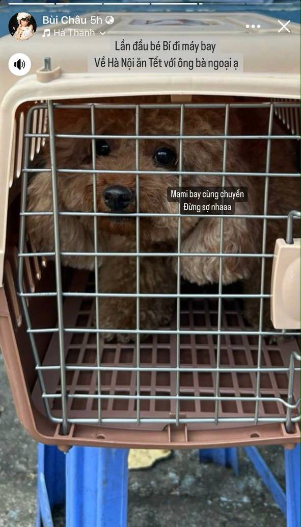 Nỗi buồn ngày 27 Tết của Châu Bùi: Nghẹn ngào chia sẻ cún cưng gặp tai nạn trên chuyến bay về Hà Nội- Ảnh 1.