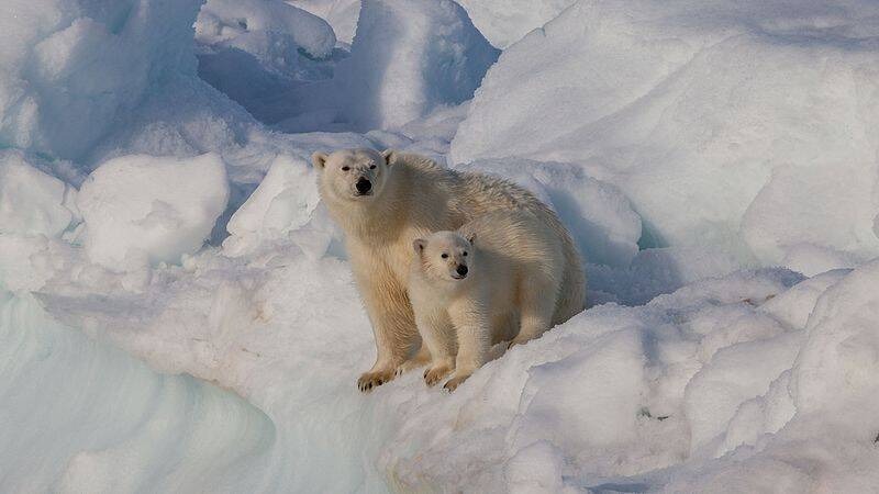 Biến đổi khí hậu đang khiến gấu Bắc Cực phải ăn thịt lẫn nhau!- Ảnh 1.