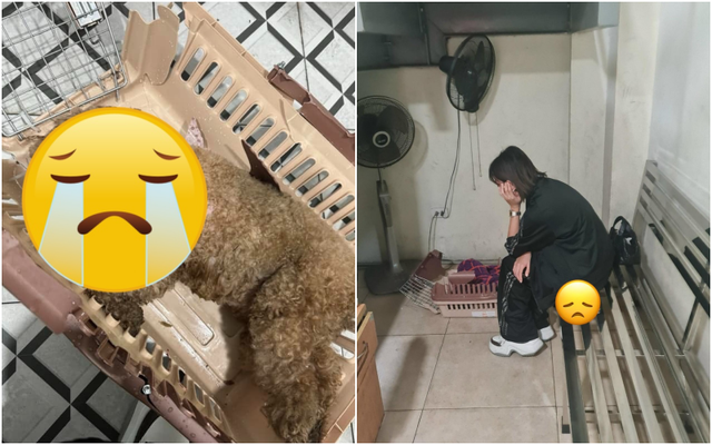 Netizen thương xót cún cưng Châu Bùi mất khi bay ra Hà Nội, phẫn nộ với câu 