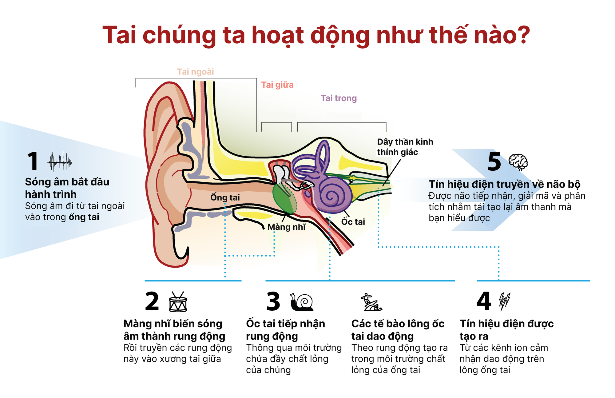 Trung Quốc thử nghiệm liệu pháp gen, chữa bệnh câm điếc bẩm sinh chỉ bằng một mũi tiêm- Ảnh 2.