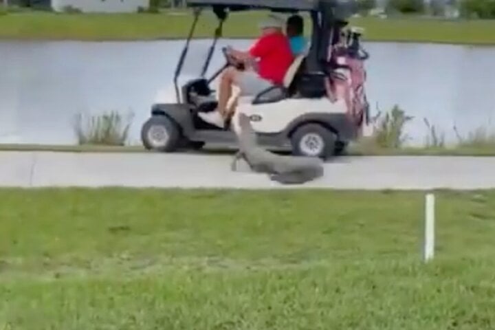 Khoảnh khắc thót tim cá sấu tấn công cặp đôi đi xe golf- Ảnh 1.