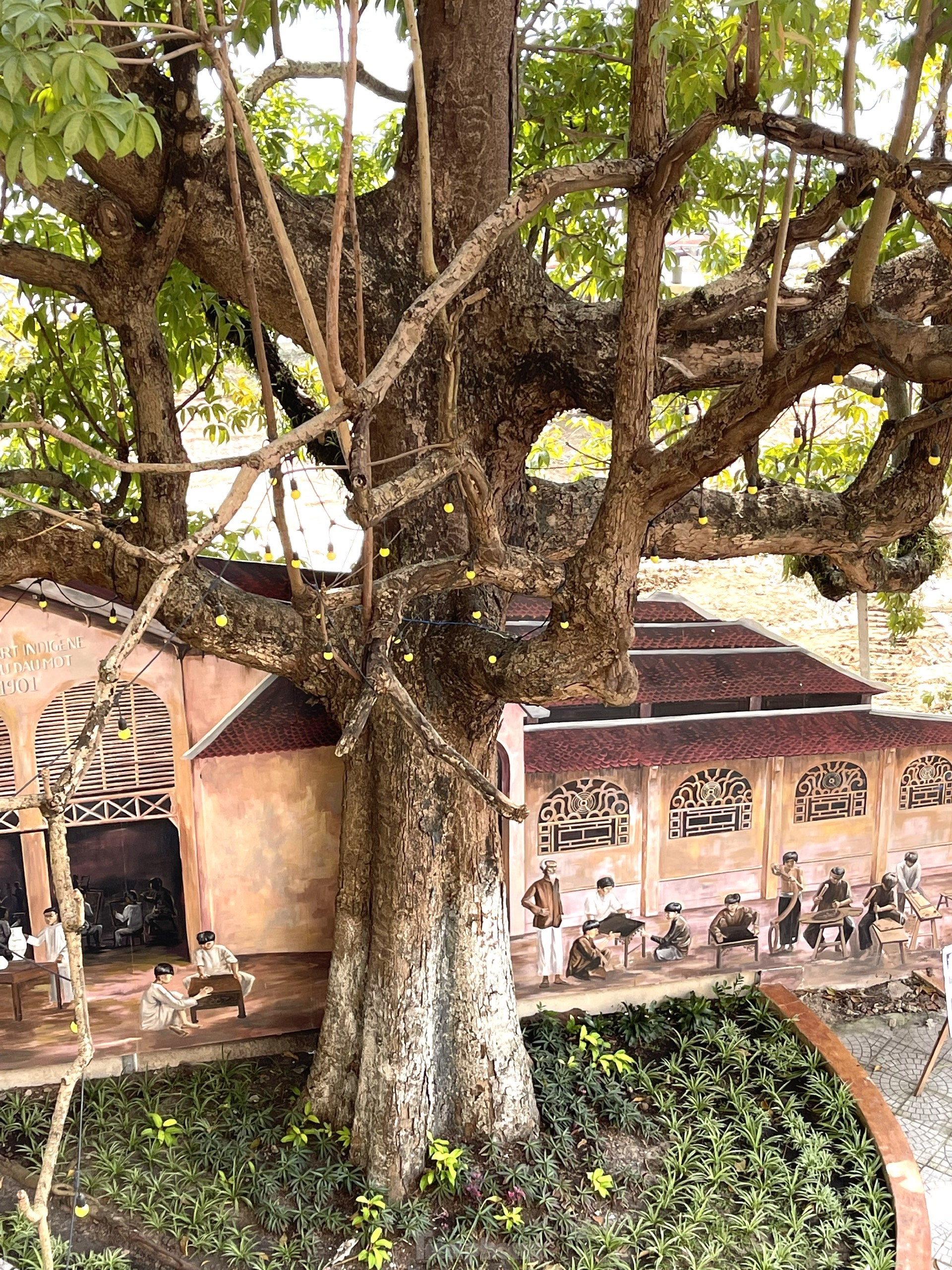 Tận thấy cây Trôm 150 năm tuổi đẹp như tranh được công nhận di sản Việt Nam- Ảnh 6.