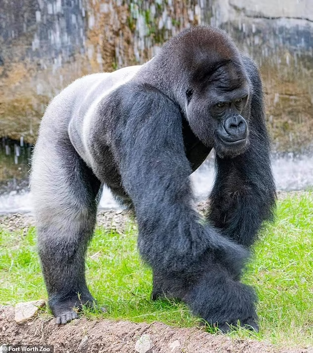 Clip: Nhân viên vườn thú bị con gorilla đực điên cuồng đuổi theo, đám đông thót tim vì sợ hãi- Ảnh 3.