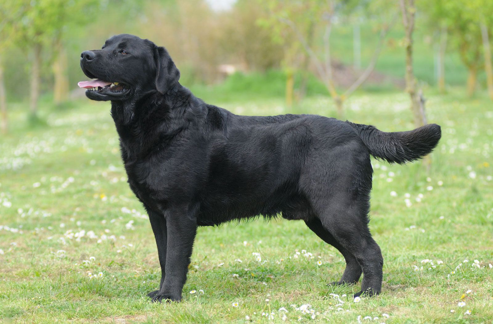 Chó tha mồi Labrador có một gen kỳ lạ, khiến chúng lúc nào cũng đói và dễ béo- Ảnh 1.