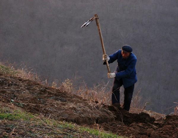 Lão nông đào trúng chiếc thìa liền mang về xúc cám cho lợn, trưởng thôn nhìn thấy thì hô hoán: 