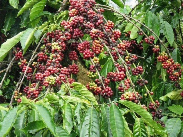 Giá cà phê 'bốc đầu' lên gần 92 triệu đồng/tấn, Trung Nguyên của ông Đặng Lê Nguyên Vũ và hàng loạt doanh nghiệp đứng trước hoàn cảnh chưa từng có- Ảnh 4.
