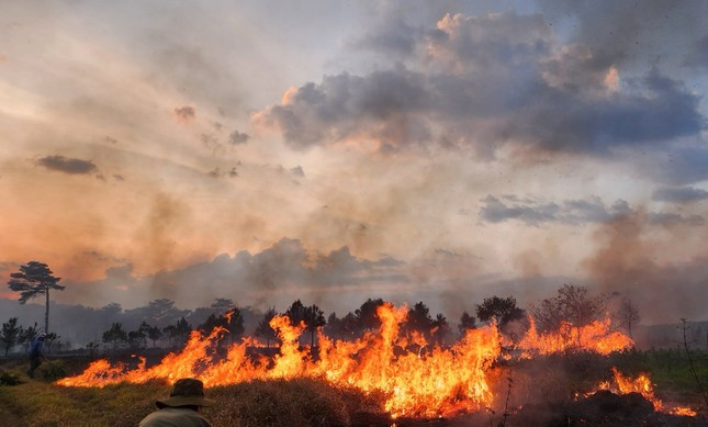 Cháy rừng ở thành phố Bảo Lộc, hàng trăm cây thông bị thiêu rụi- Ảnh 1.