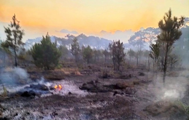 Cháy rừng ở thành phố Bảo Lộc, hàng trăm cây thông bị thiêu rụi- Ảnh 2.