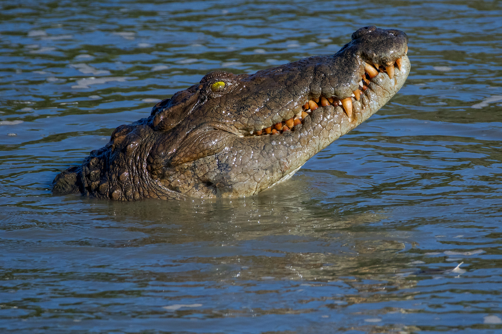 Cá sấu nước mặn là loài cá sấu lớn nhất và có lực cắn mạnh nhất trên Trái Đất- Ảnh 3.