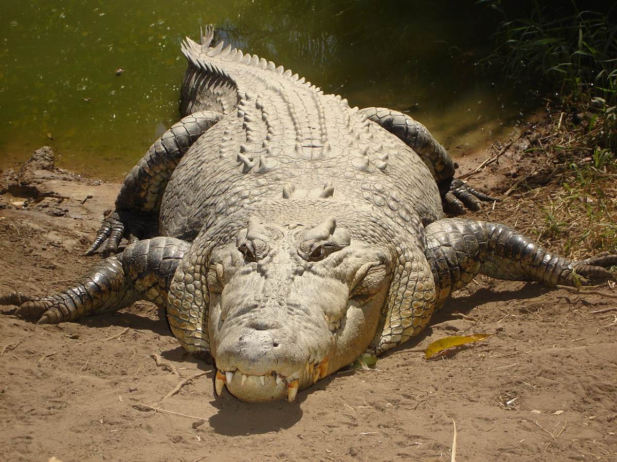 Cá sấu nước mặn là loài cá sấu lớn nhất và có lực cắn mạnh nhất trên Trái Đất- Ảnh 2.