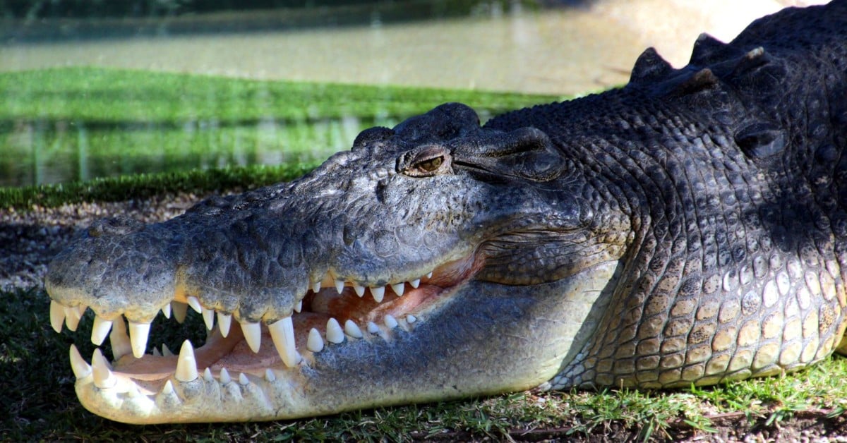 Cá sấu nước mặn là loài cá sấu lớn nhất và có lực cắn mạnh nhất trên Trái Đất- Ảnh 1.