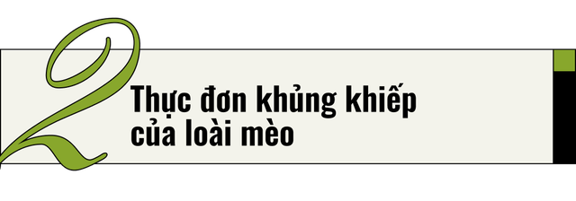 Mèo của bạn ở nhà ngoan lắm, nhưng một khi lẻn được ra ngoài, chúng sẽ trở thành nỗi khiếp sợ của hệ sinh thái- Ảnh 8.