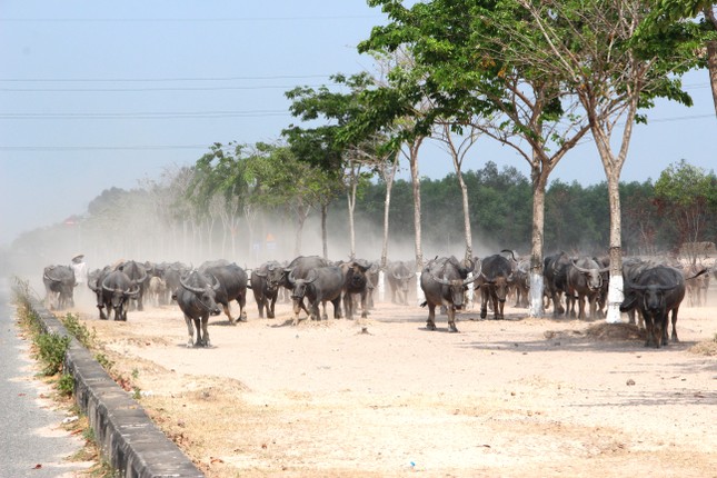 Thành phố 'ma' Nhơn Trạch hơn 20 năm bỏ hoang- Ảnh 12.