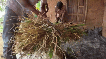 Lúa nương Việt Nam trĩu hạt trên rẫy châu Phi: Chỉ người giàu dám ăn, trồng 2 năm mới có thành quả- Ảnh 4.