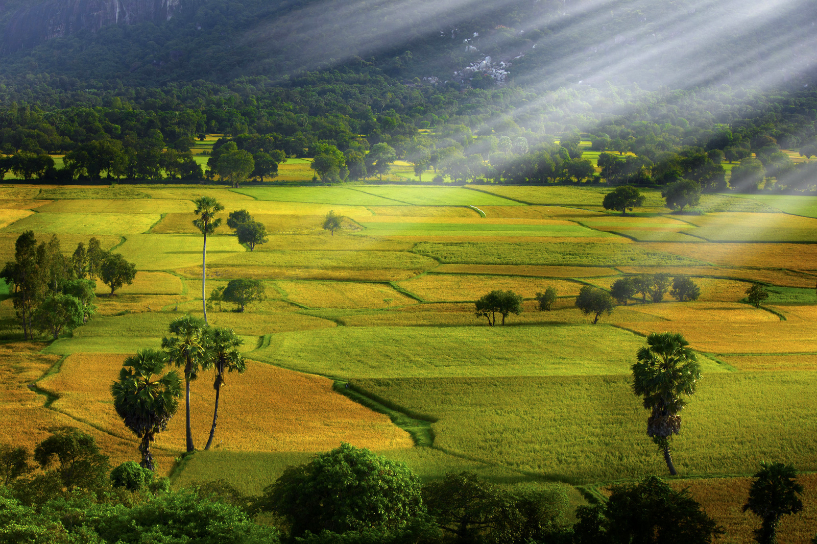 Sở hữu vùng đồng bằng phì nhiêu nhất Đông Nam Á, Việt Nam sẽ có cơ chế đặc thù cho mảnh đất này- Ảnh 5.
