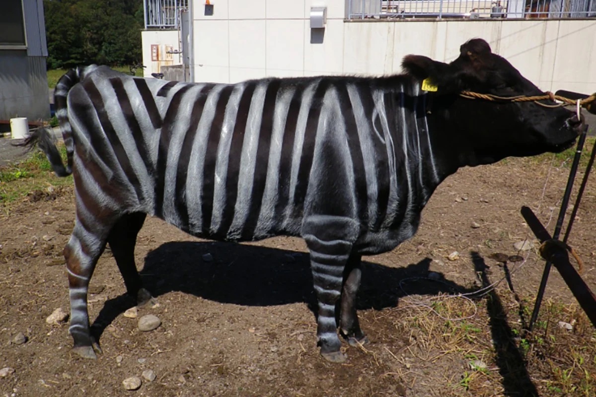Lý do bò Nhật Bản được sơn sọc đen trắng như ngựa vằn- Ảnh 1.