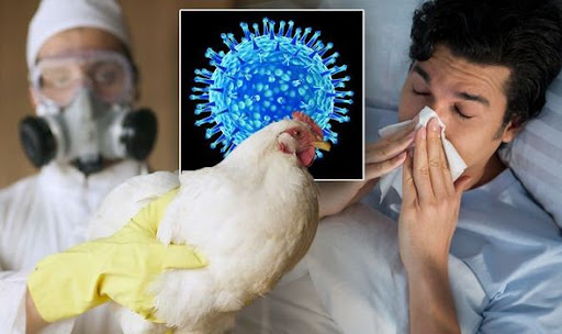 Sinh viên nhiễm cúm gia cầm A/H5 ở Khánh Hòa đã tử vong: Bệnh cúm này nguy hiểm như thế nào?- Ảnh 1.