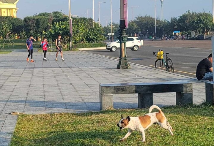 Chó thả rông rượt vận động viên tập luyện tại giải Vô địch Quốc gia marathon- Ảnh 2.