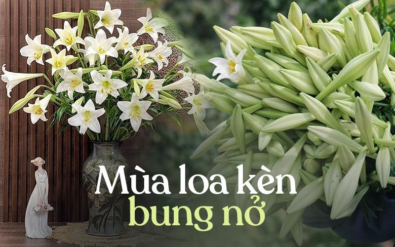 Năm nay, hoa loa kèn nở sớm và giá rất rẻ- Ảnh 1.