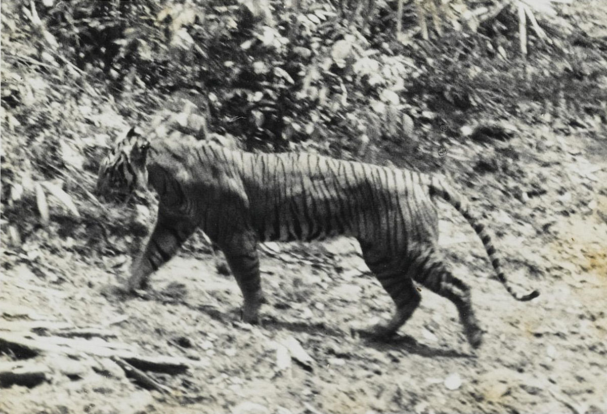Hổ Java xuất hiện trở lại sau 36 năm tuyệt chủng?- Ảnh 3.