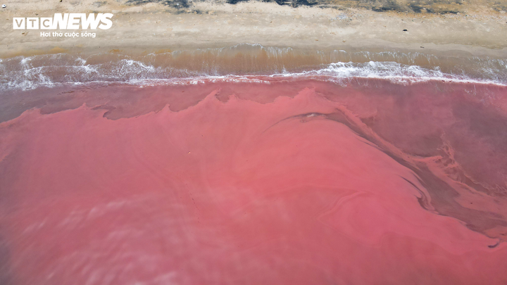 Nước biển ở Hà Tĩnh có màu đỏ do tảo nở hoa- Ảnh 5.