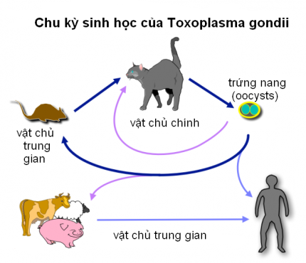 Bí ẩn: Người nuôi mèo có nguy cơ mắc bệnh tâm thần cao gấp đôi người bình thường?- Ảnh 3.