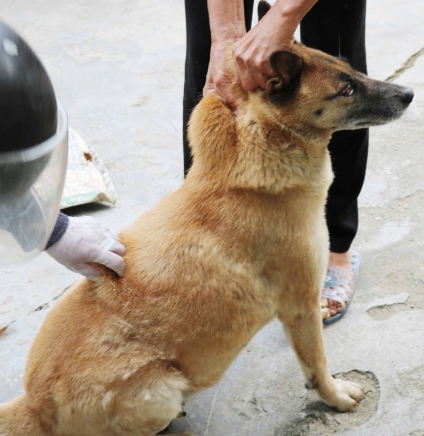 Tử vong do bệnh dại tăng bất thường, hai bộ cùng họp- Ảnh 2.