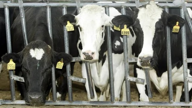 Lần đầu tiên phát hiện bò sữa mắc cúm gia cầm H5N1- Ảnh 1.