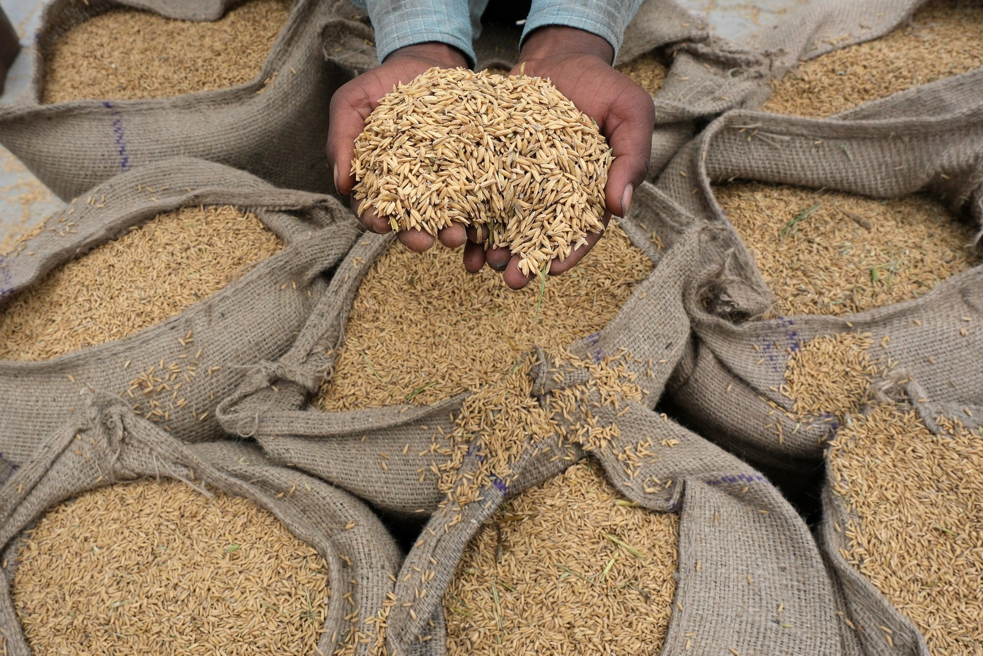 Việt Nam trúng thầu 108.000 tấn gạo xuất sang Indonesia, giá thấp nhất trong các nguồn cung- Ảnh 1.