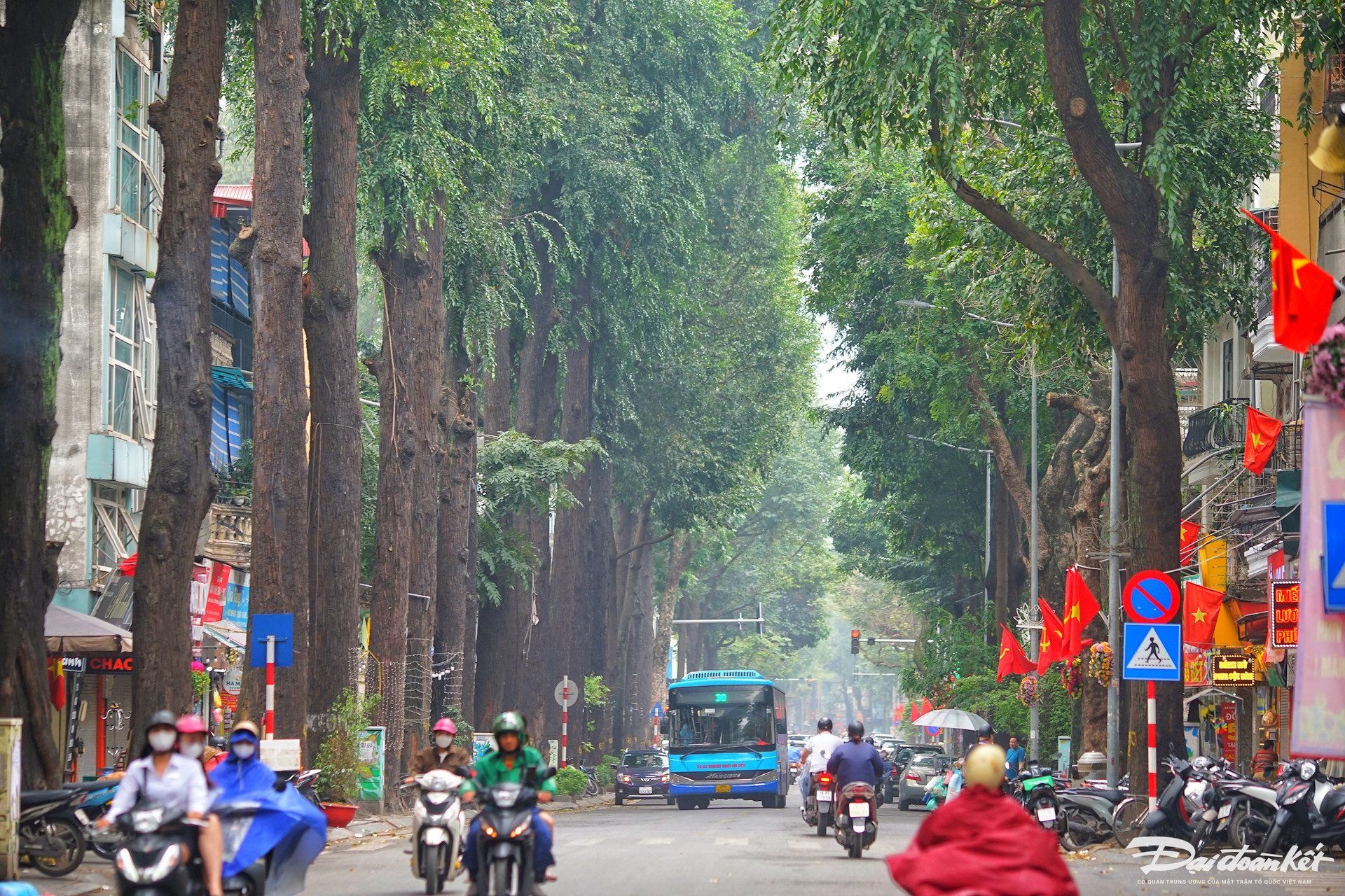 Hà Nội: Hàng cây sao đen trăm tuổi trên phố Lò Đúc- Ảnh 1.