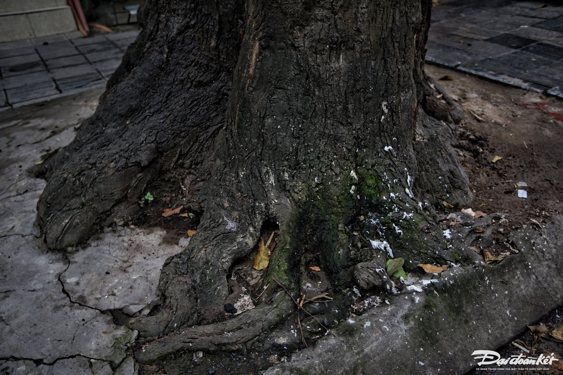Hà Nội: Hàng cây sao đen trăm tuổi trên phố Lò Đúc- Ảnh 4.
