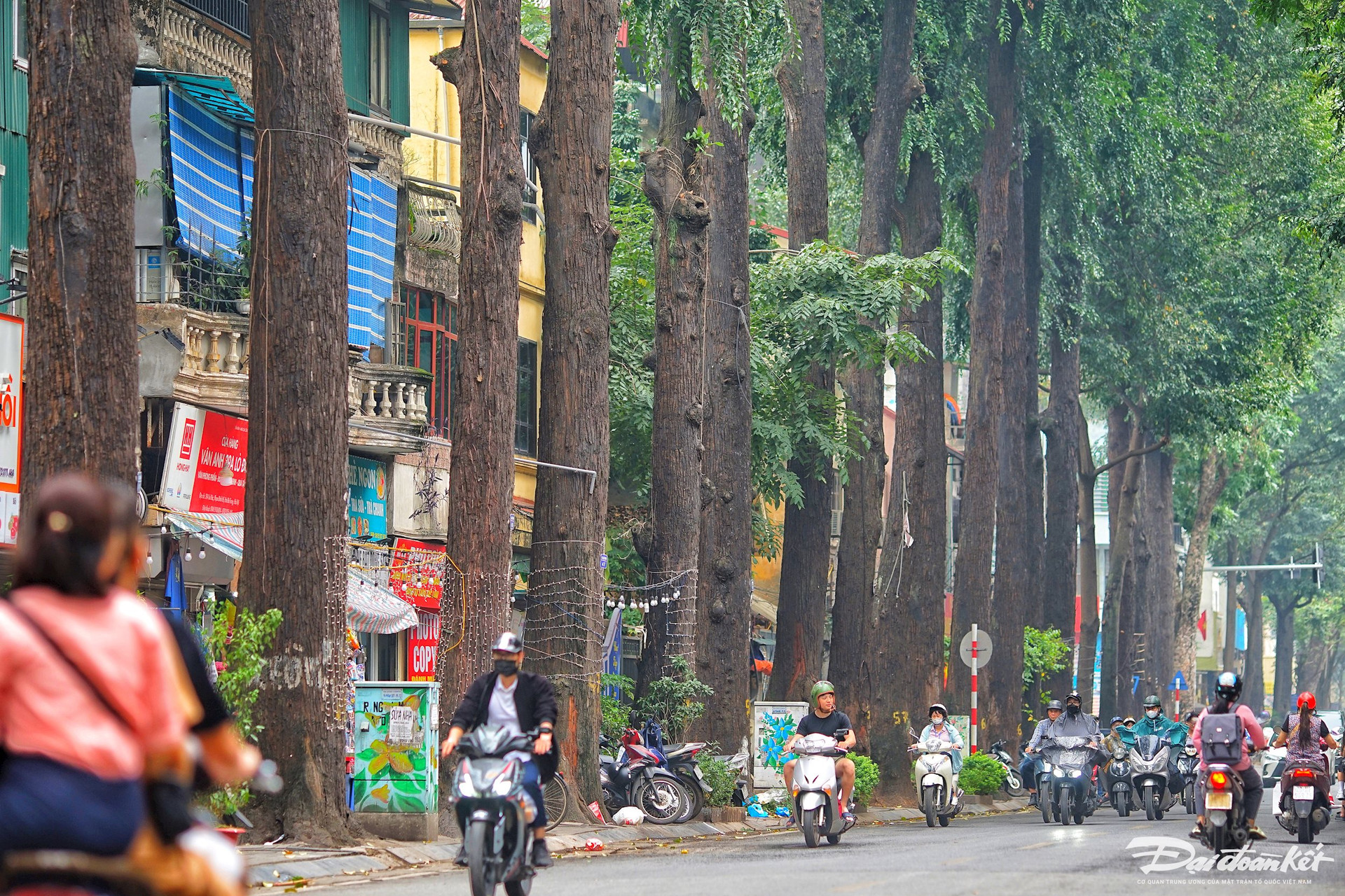 Hà Nội: Hàng cây sao đen trăm tuổi trên phố Lò Đúc- Ảnh 9.