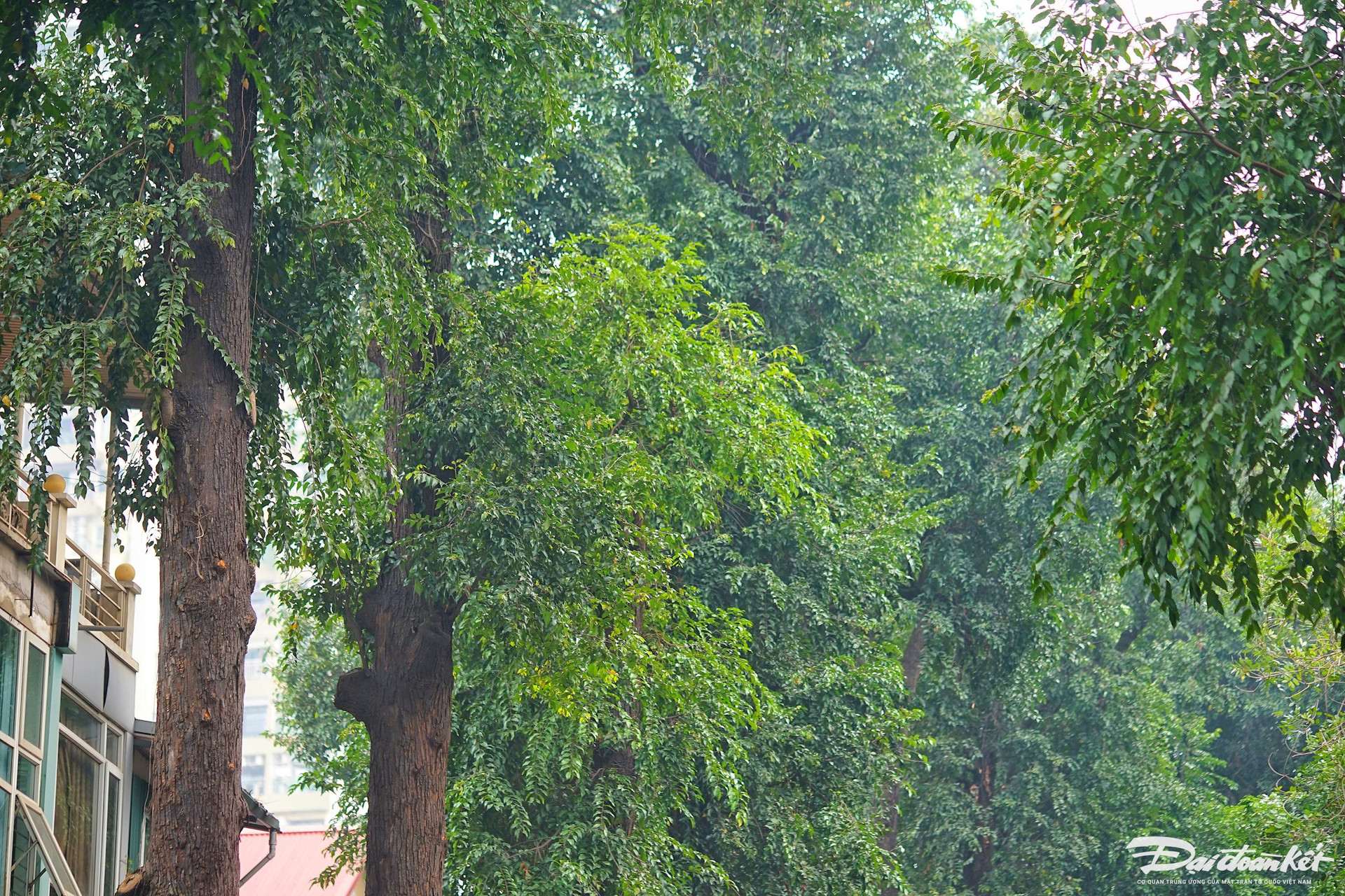 Hà Nội: Hàng cây sao đen trăm tuổi trên phố Lò Đúc- Ảnh 3.