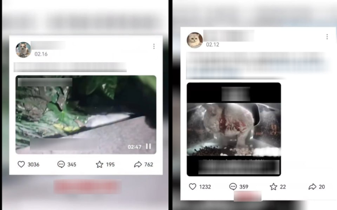 Bé mèo nổi tiếng chết ngay trên sóng livestream ứng dụng cho mèo hoang, nghi do hội ngược đãi động vật làm, lộ tin nhắn treo thưởng đến 600 USD- Ảnh 2.