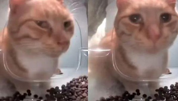 Bé mèo nổi tiếng chết ngay trên sóng livestream ứng dụng cho mèo hoang, nghi do hội ngược đãi động vật làm, lộ tin nhắn treo thưởng đến 600 USD- Ảnh 4.