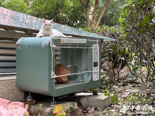 Bé mèo nổi tiếng chết ngay trên sóng livestream ứng dụng cho mèo hoang, nghi do hội ngược đãi động vật làm, lộ tin nhắn treo thưởng đến 600 USD- Ảnh 5.