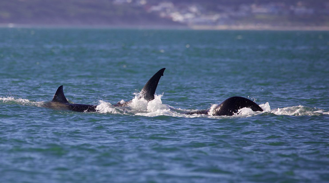 Cá voi sát thủ một mình hạ gục cá mập trắng chỉ trong 2 phút- Ảnh 1.