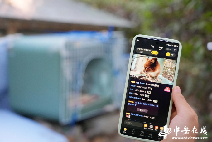 Bé mèo nổi tiếng chết ngay trên sóng livestream ứng dụng cho mèo hoang, nghi do hội ngược đãi động vật làm, lộ tin nhắn treo thưởng đến 600 USD- Ảnh 1.