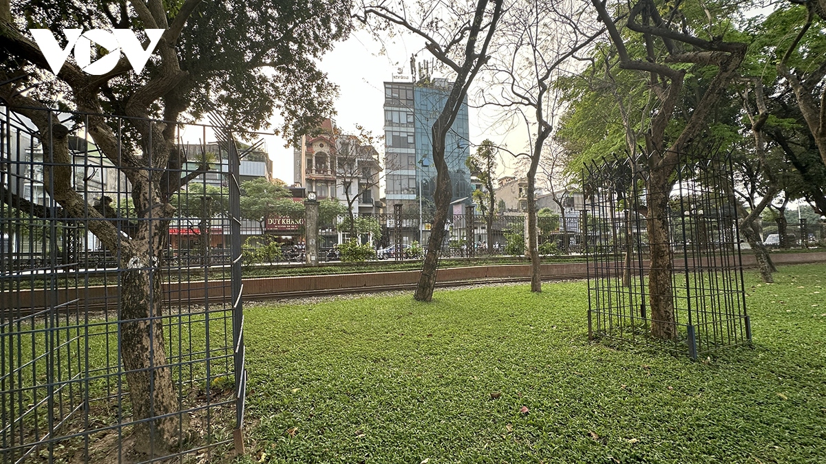 Loạt hàng cây sưa tiền tỷ được rào sắt hàn chặt: Bảo vệ hay bức tử?- Ảnh 12.