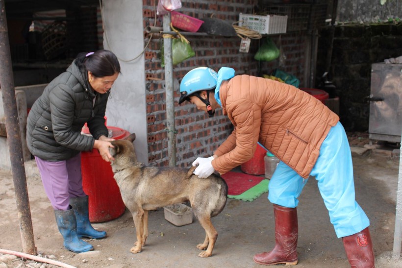 Chó dại cắn 13 học sinh và 1 thầy giáo ở Quảng Ninh- Ảnh 1.
