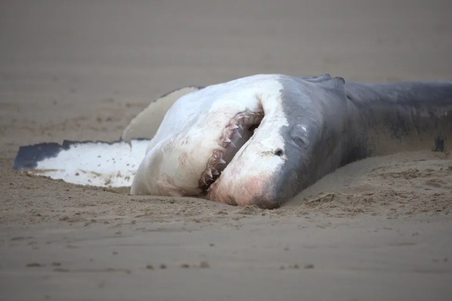 Cá voi sát thủ giết chết cá mập trắng lớn trong vòng chưa đầy 2 phút bằng cách xé xác, moi gan- Ảnh 5.