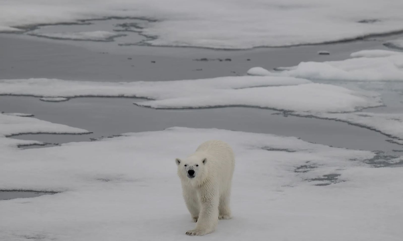 Bắc Cực gần như không còn băng chỉ trong 10 năm tới- Ảnh 1.