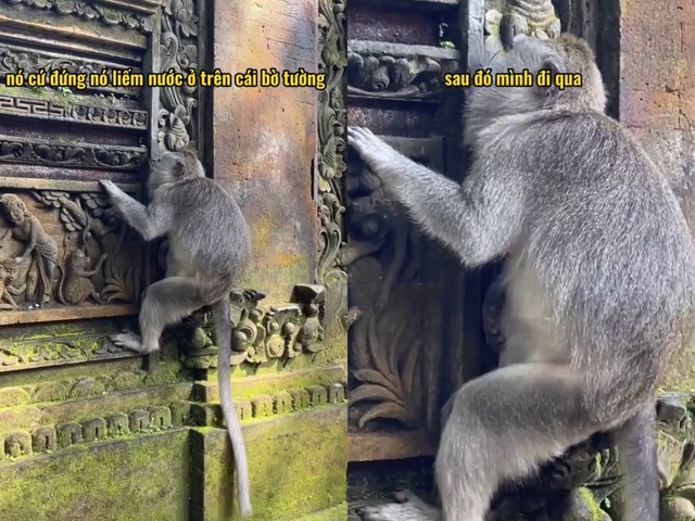 Nữ du khách Việt hốt hoảng vì bị khỉ tấn công tại Bali, dân mạng lập tức đồng cảm vì gặp phải chuyện tương tự- Ảnh 4.