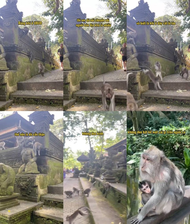 Nữ du khách Việt hốt hoảng vì bị khỉ tấn công tại Bali, dân mạng lập tức đồng cảm vì gặp phải chuyện tương tự- Ảnh 3.