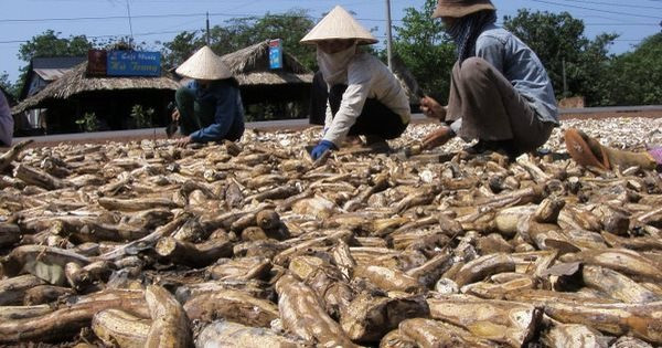 'Vựa lúa dưới lòng đất' của Việt Nam được Malaysia đổ tiền thu mua hàng nghìn tấn: Xuất khẩu tăng 3 chữ số, Trung Quốc rốt ráo săn lùng- Ảnh 1.
