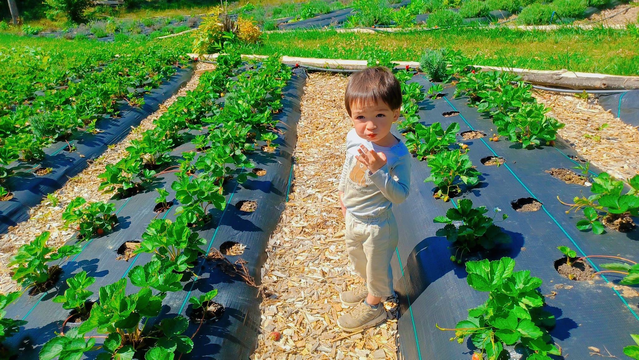 Vợ Việt lấy chồng Mỹ thuộc tộc người bí ẩn: Ly khai thế giới hiện đại, không dùng điện, đi bằng xe ngựa- Ảnh 16.