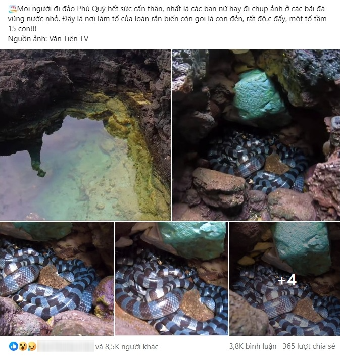 Chấn động hội mê du lịch đảo Phú Quý: Phát hiện ổ rắn độc 15 con ở bãi đá, sự thật là gì?- Ảnh 2.
