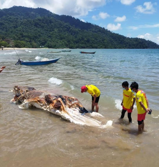 Cận cảnh sinh vật bí ẩn gây chấn động Malaysia: Như một khối thịt khổng lồ đến từ hành tinh khác- Ảnh 4.